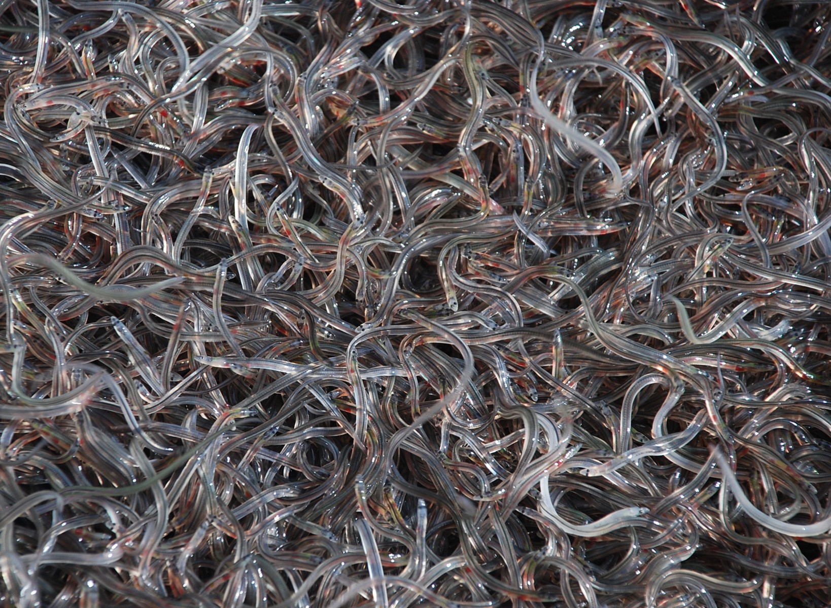 view of eels