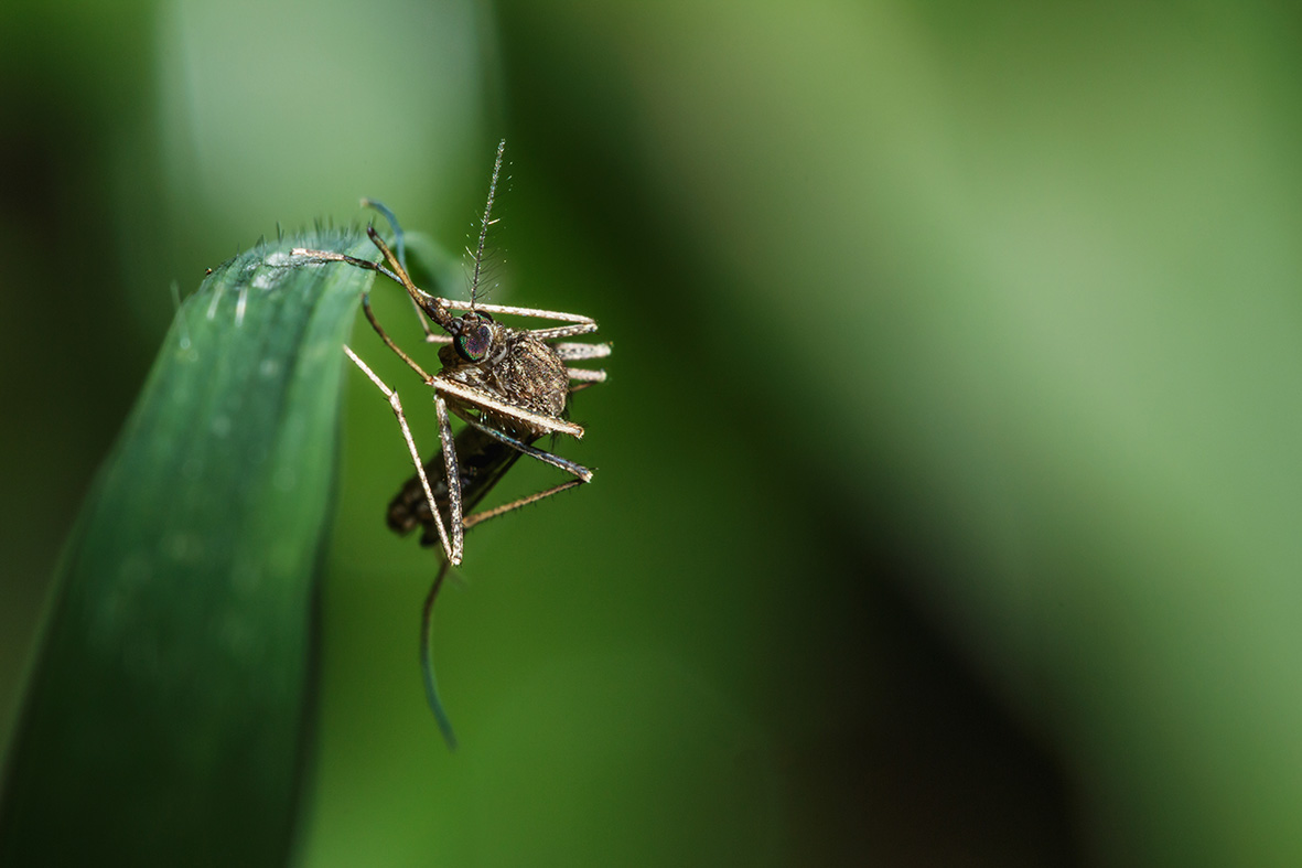 A mosquito on a green leaf