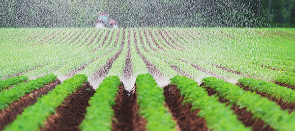 view of carrot fields being watered