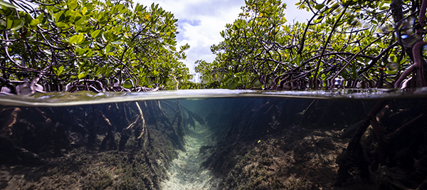 image of mangrove forest and underwater channel