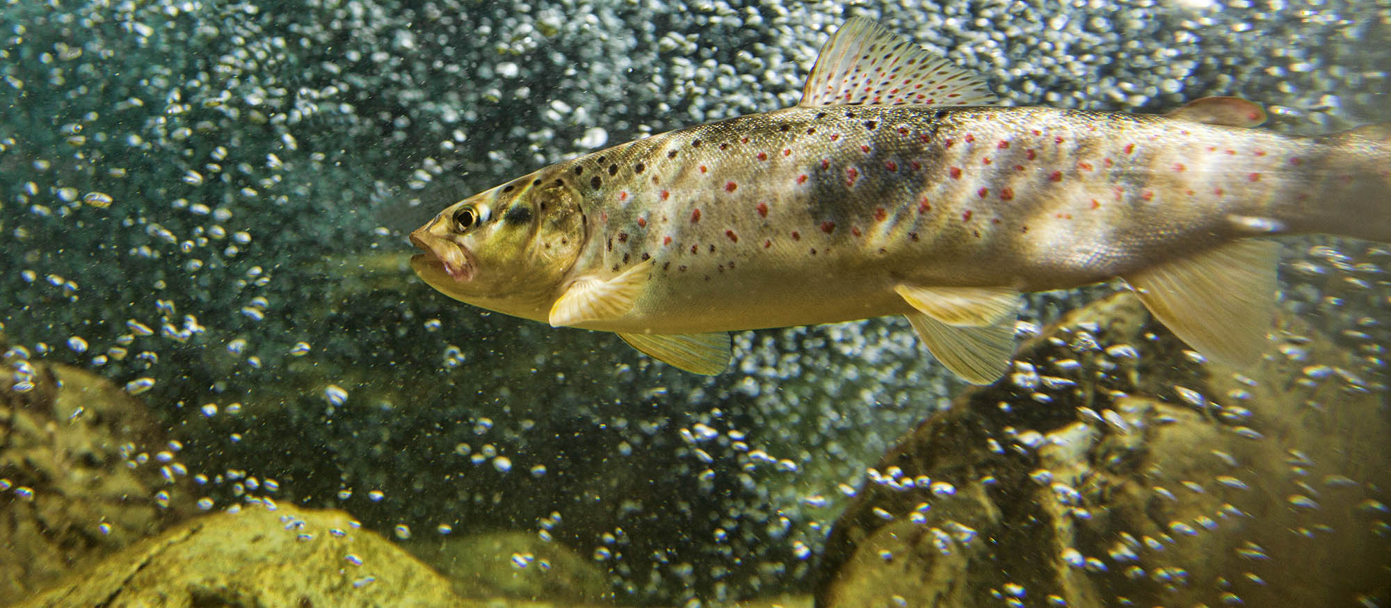 View of brown trout in river