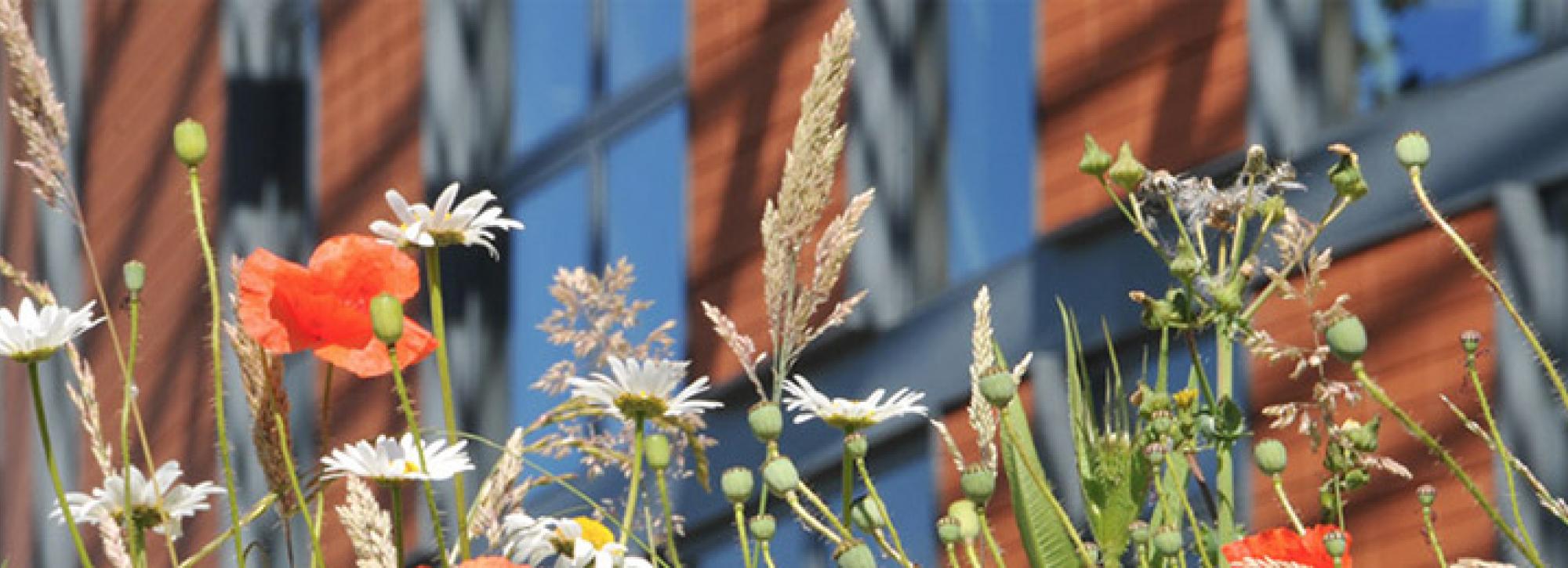 View of flowers in front of our main building in Wallingford