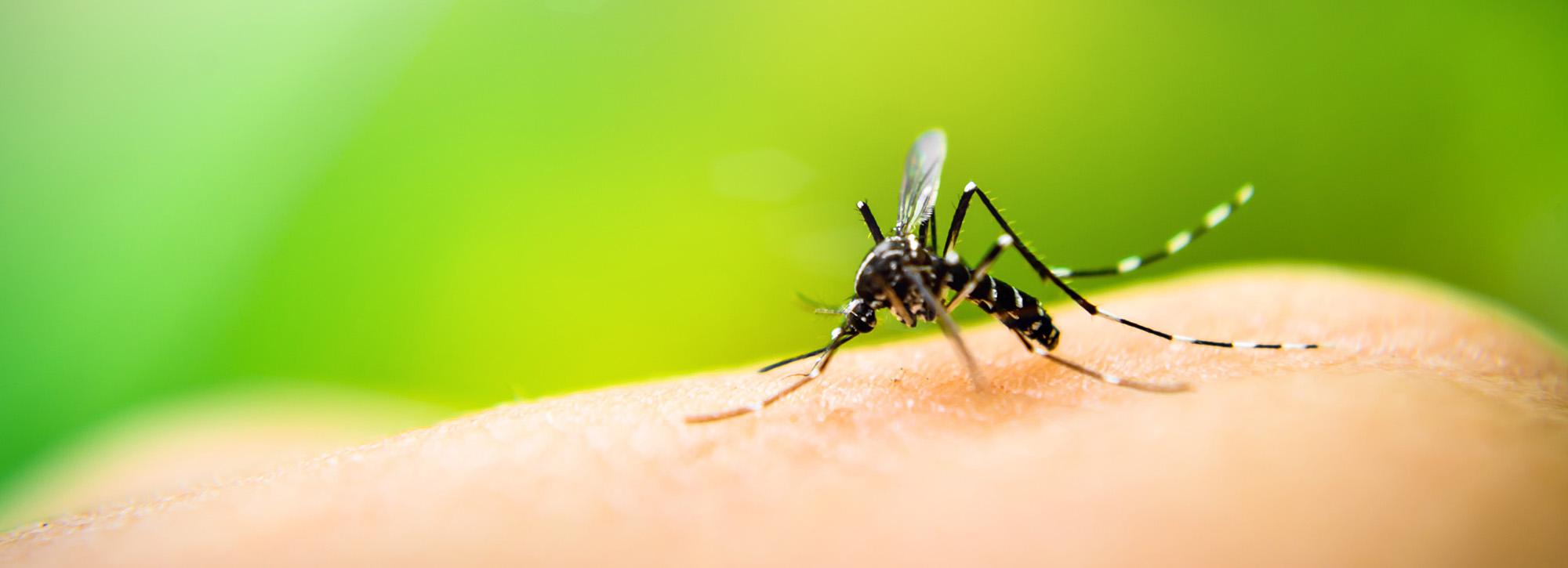 Dengue fever is spread by mosquitos
