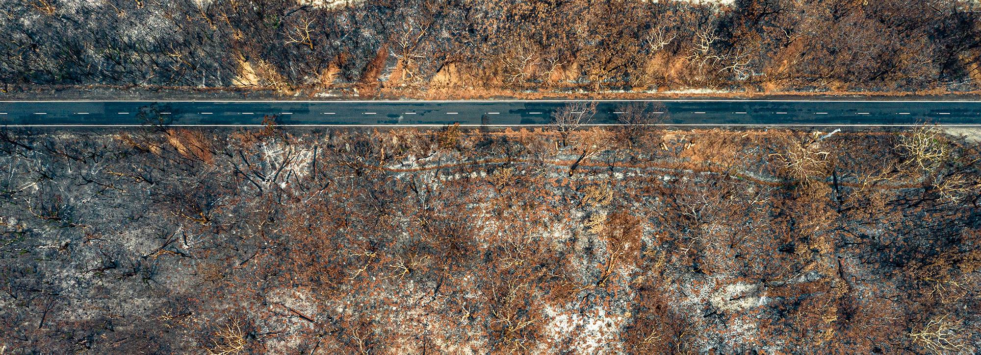 A forest burned by bush fire with a road running through it