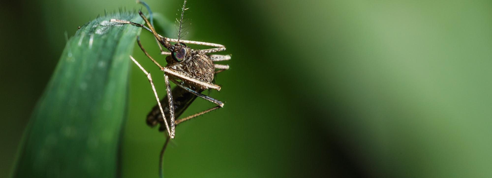 A mosquito on a green leaf