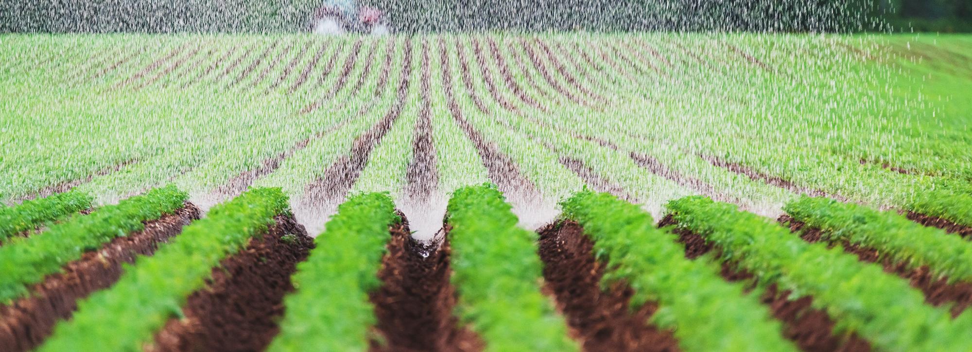 View of carrot fields being watered