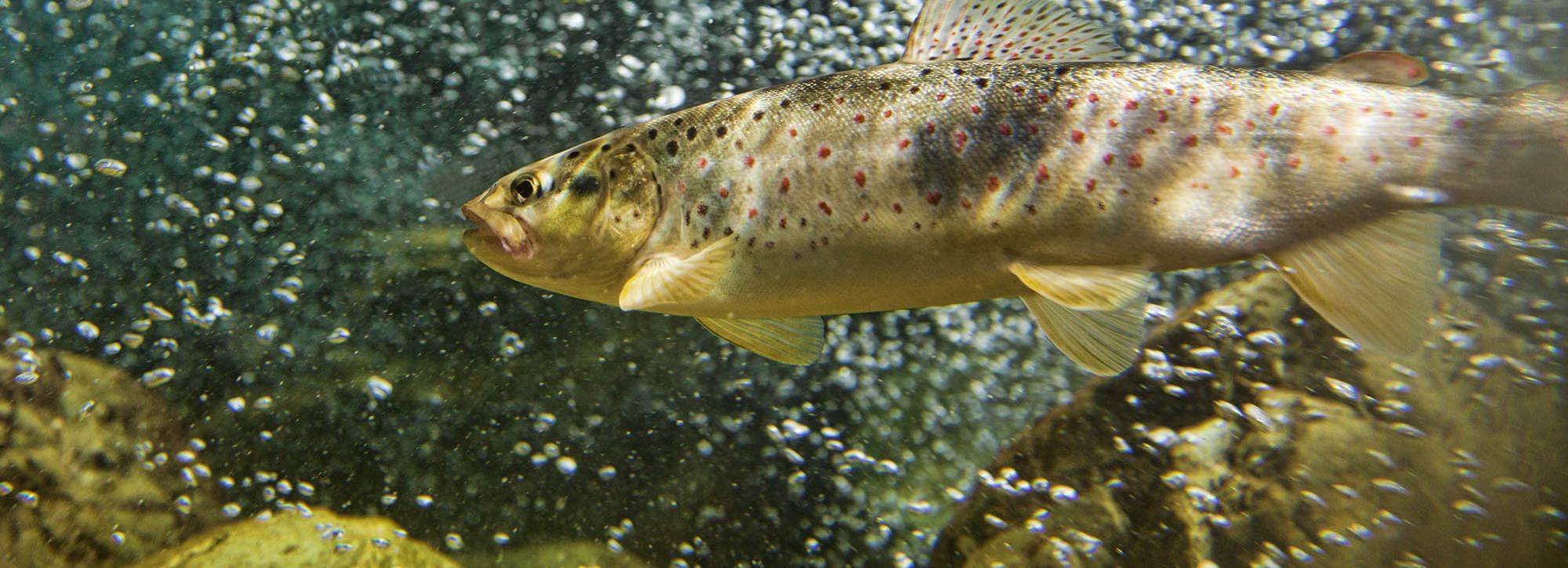 Brown trout in river