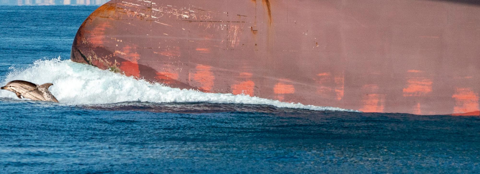 dolphin swimming next to big ship 