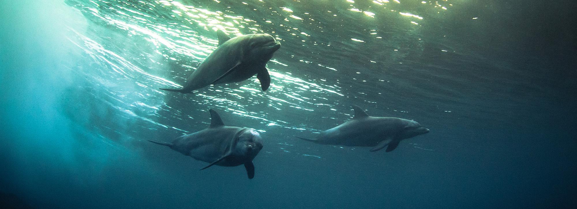 Dolphins under water