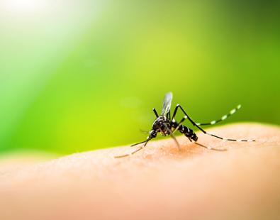 close picture of a mosquito on skin