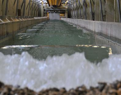View of a wave generated in our wave flume