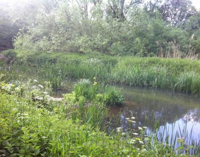 Chalk stream west stow