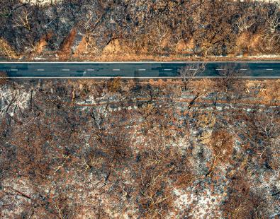 A forest burned by bush fire with a road running through it