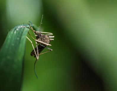 A mosquito on a green leaf