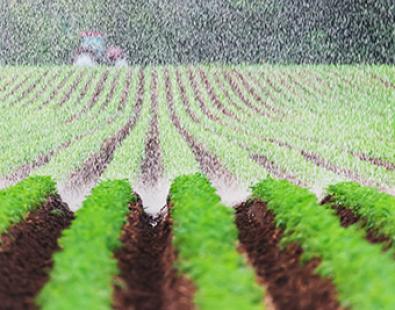 view of carrot fields being watered