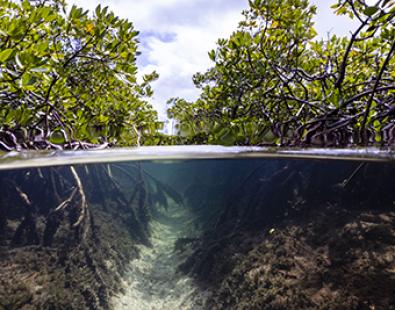 image of mangrove forest and underwater channel