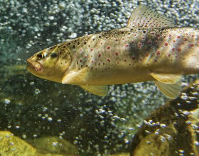 View of brown trout in river