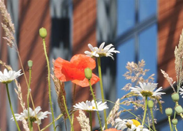 View of flowers in front of our main building in Wallingford