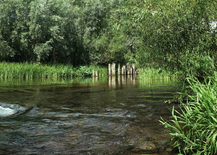 Picture of a river with green vegetation