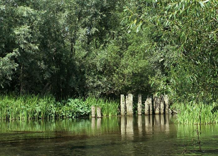 View of a river with green vegetation