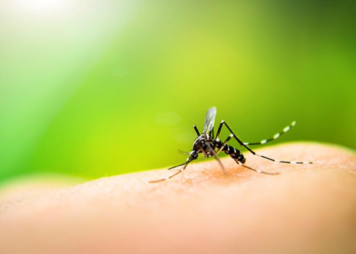 close picture of a mosquito on skin