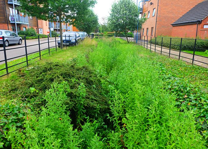 Sustainable drainage swale SuDS