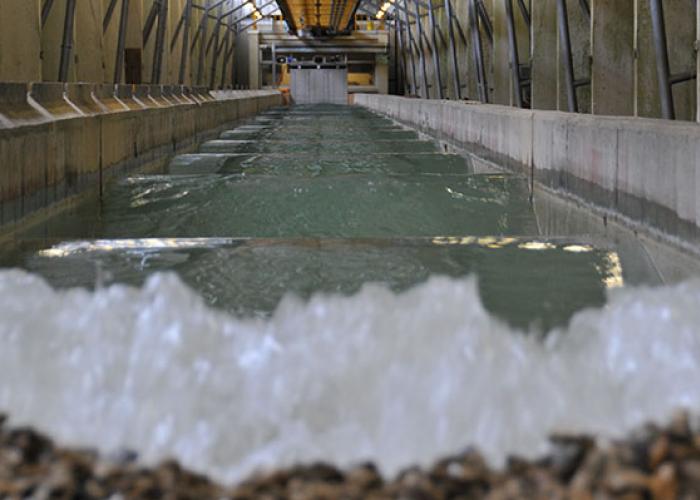 View of a wave generated in our wave flume