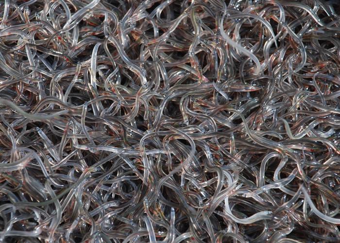 view of eels