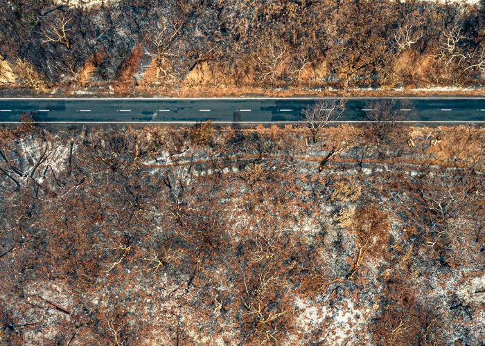 A forest burned by bush fire with a road running through it