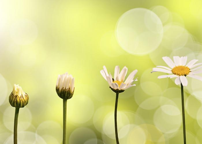 image of white flowers growing on green background