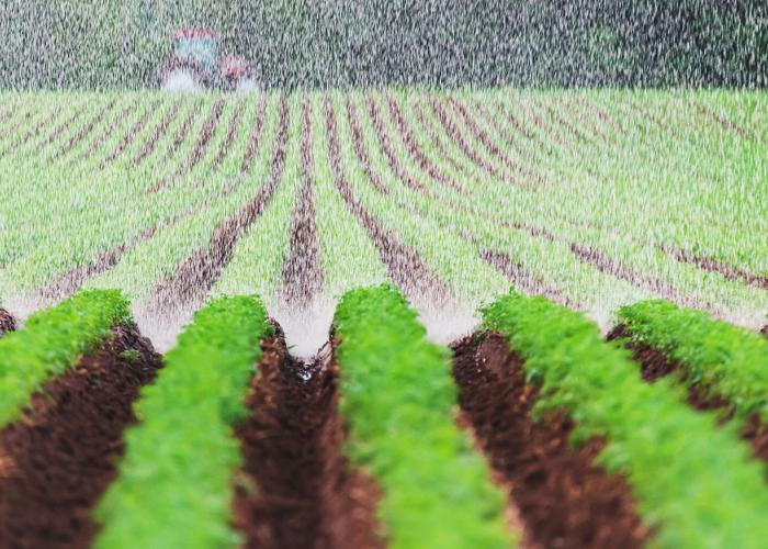 View of carrot fields being watered