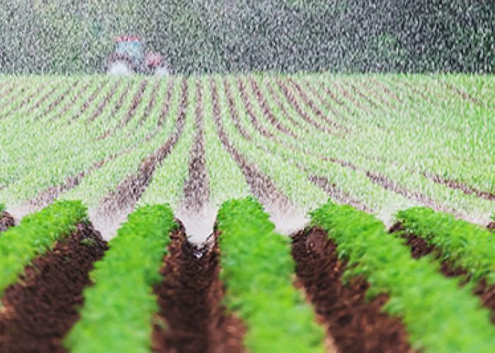 view of carrot fields being watered