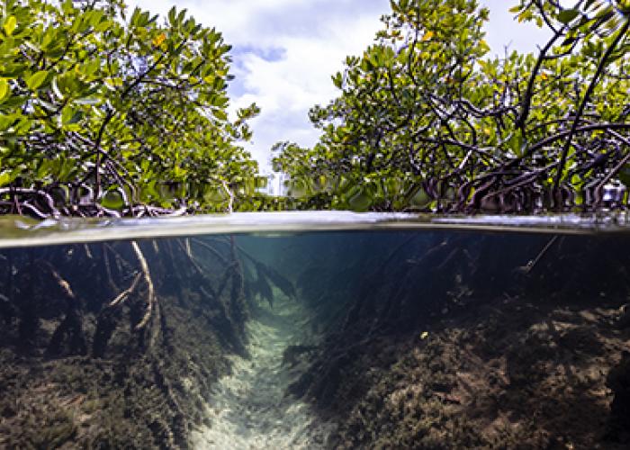 image of mangrove forest and underwater channel