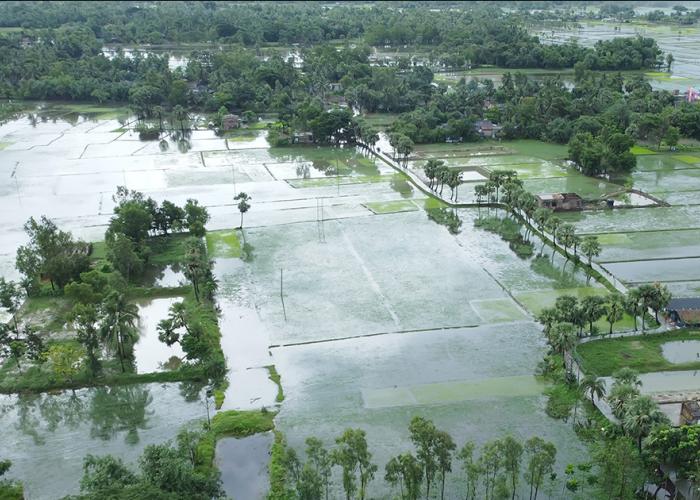 Flooded fields in west bengal
