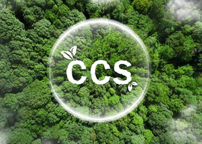 ccs acronym above green foliage of dense forest