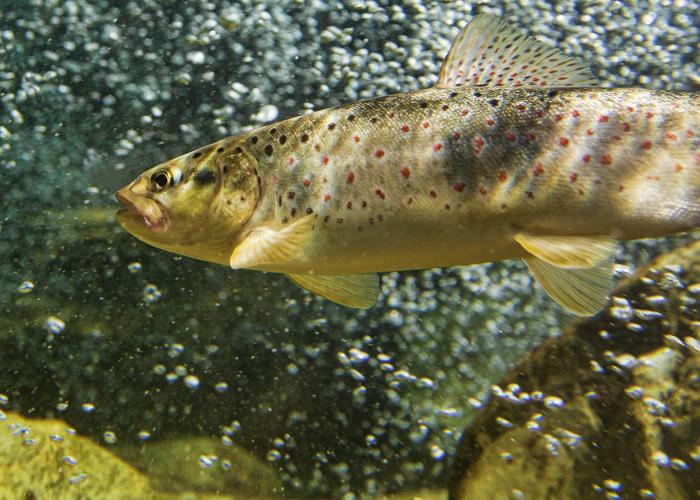 Brown trout in river