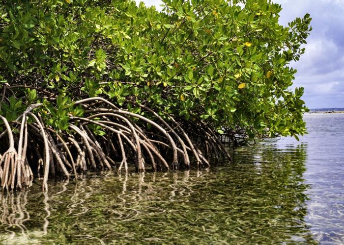 view of waves on feet of mangrove forest