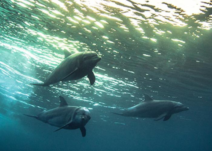Dolphins under water