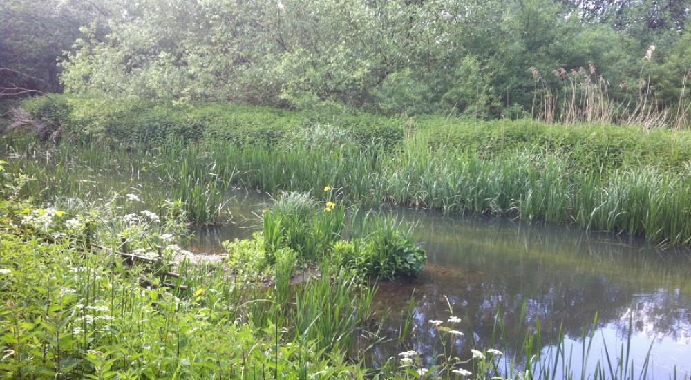 Chalk stream west stow