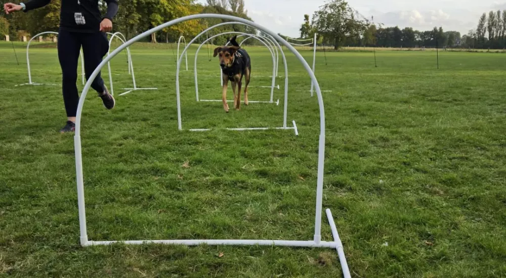 Female ship engineer training a dog to go through hoops planted in green grass