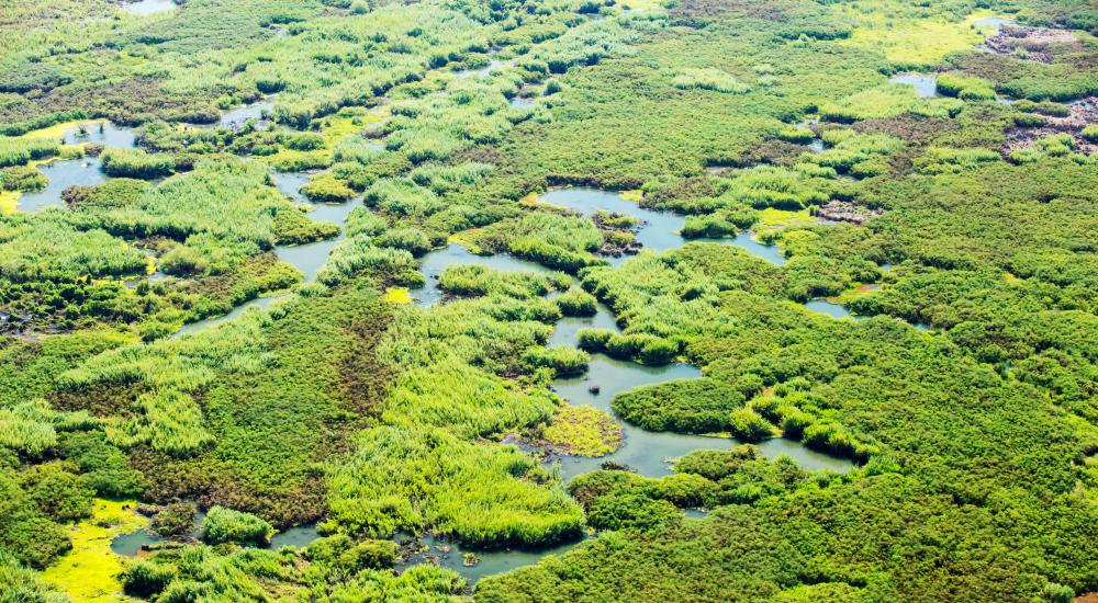 Photo of elephant marsh in Malawi, downstream of planned dam