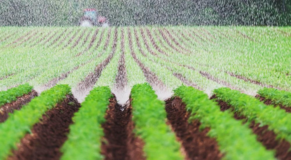 View of carrot fields being watered