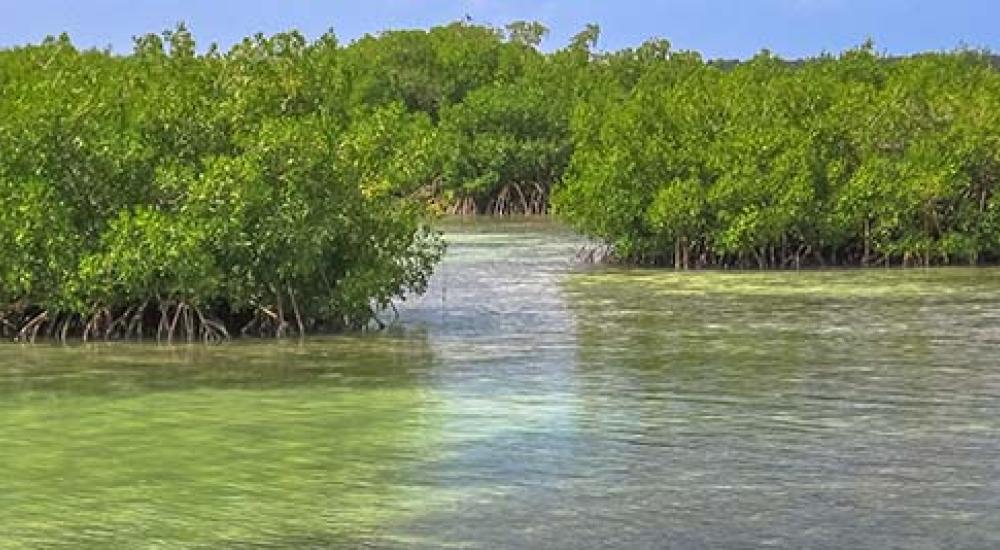 View of mangrove