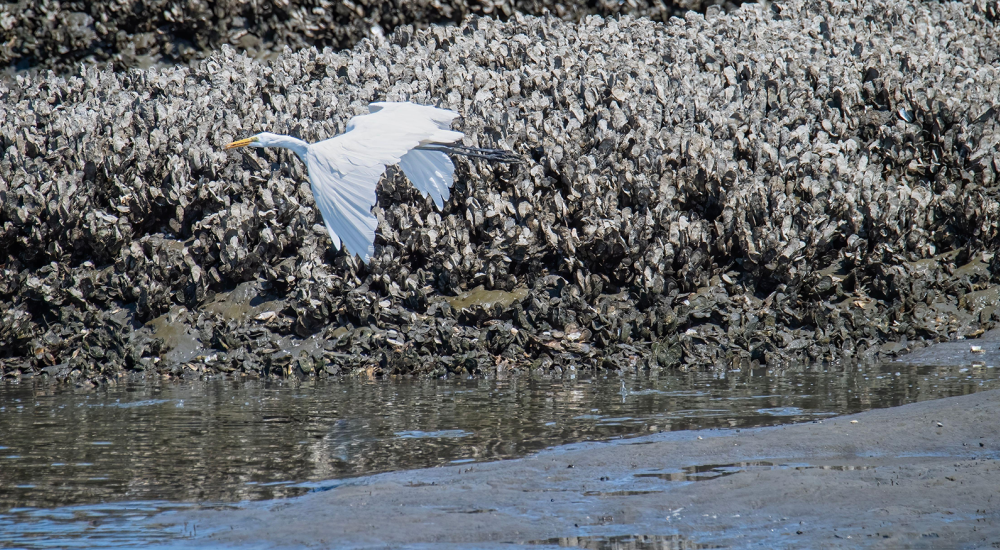 Flying great egret over oyster reef