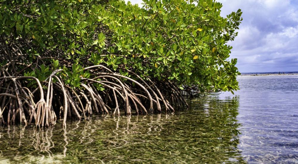 view of waves on feet of mangrove forest