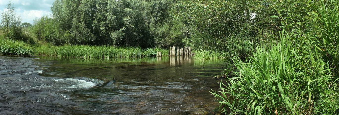Picture of a river with green vegetation