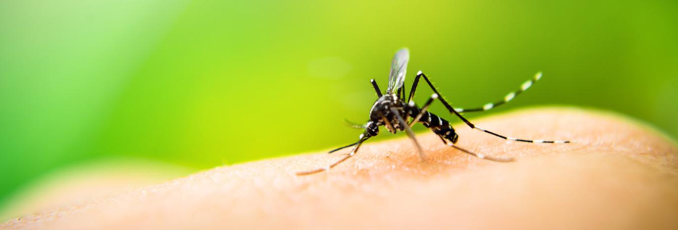 Dengue fever is spread by mosquitos