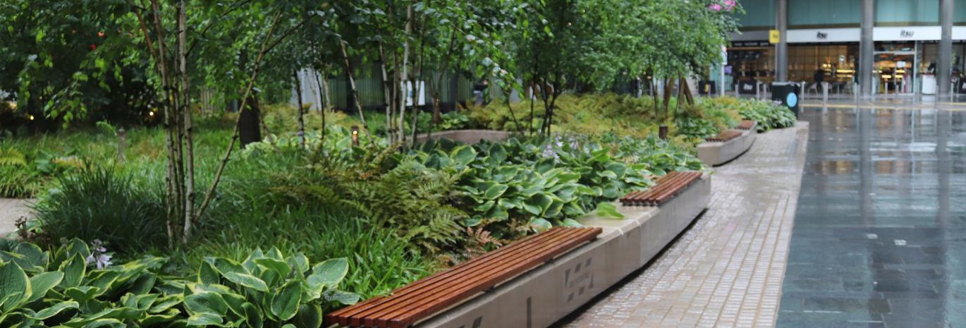 Trees in an urban area