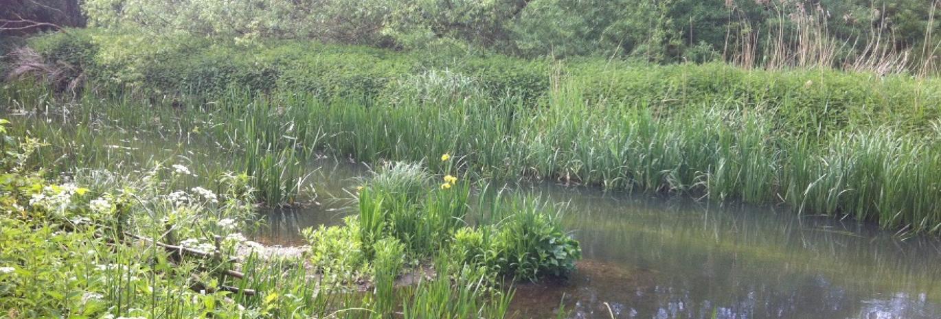 Chalk stream west stow