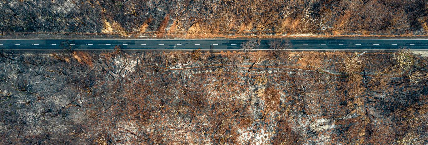 A forest burned by bush fire with a road running through it